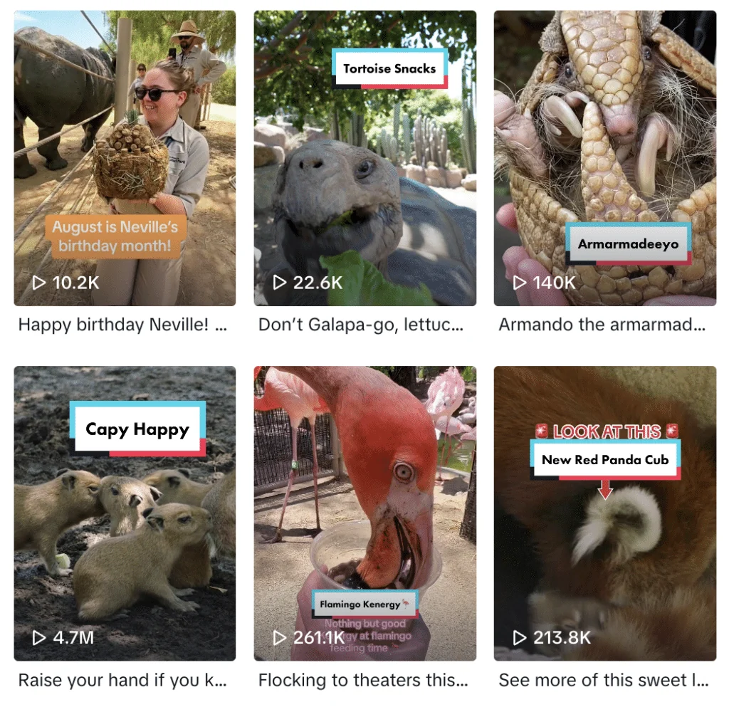 Archived San Diego Zoo TikTok profile or video grid showing the examples discussed in the article.