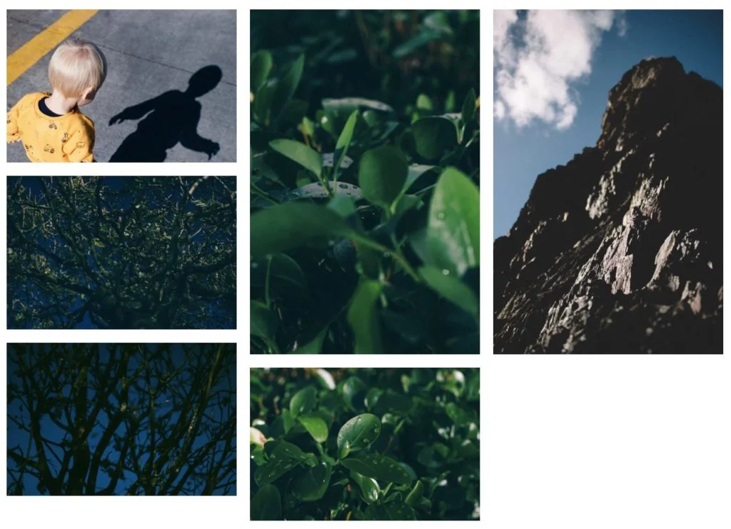 Collage of plant, mountain, tree and shadow photographs from the December 2018 collection.
